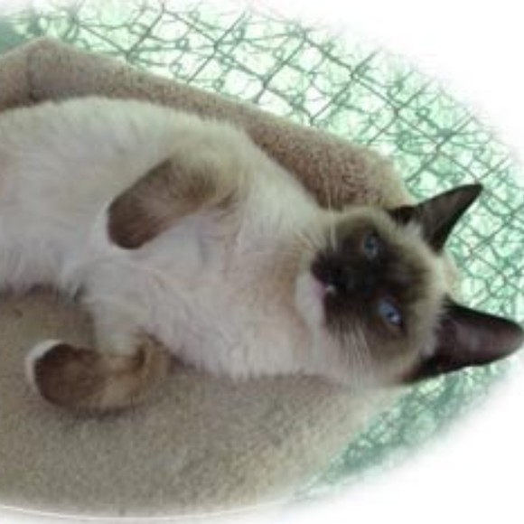 Meet your Posher, Posh - Picture 1 of 1